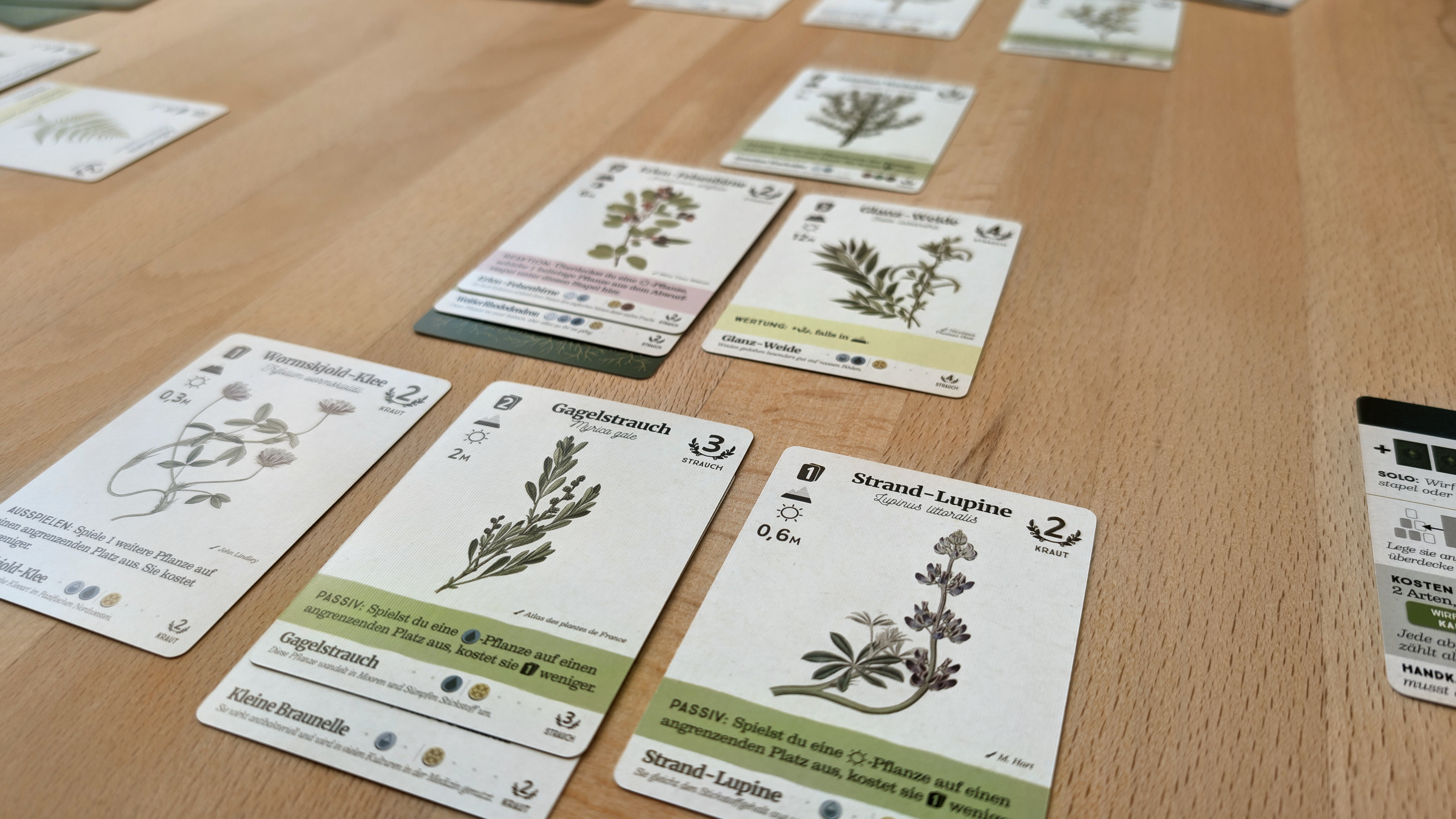 Reforest - Soe sieht die Pflanzenpyramide aus